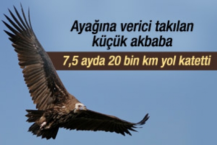 Ayağına verici takılan akbabaların göçü sürüyor