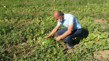 Beykoz Karpuzu Çiftçisini De İhtiyaç Sahiplerini De Sevindirdi
