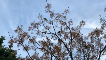 Beylikdüzü’Nde Sokaklar Kuşlara Kaldı
