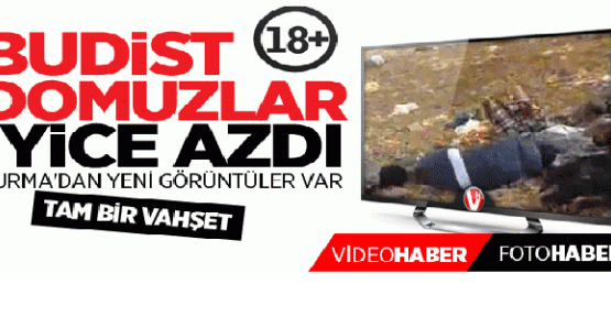 Budist Domuzlar İyice Azdı