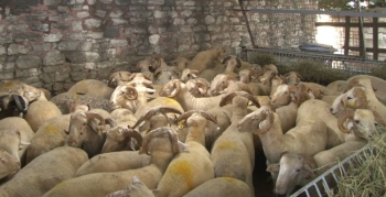 Eyüpsultan’Da 55 Şehit Ailesi İçin 55 Kurban Kesildi
