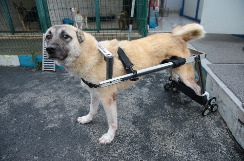 Geri Dönüşüme Ayrılan Beyaz Eşyalar Felçli Köpeklere Umut Oluyor