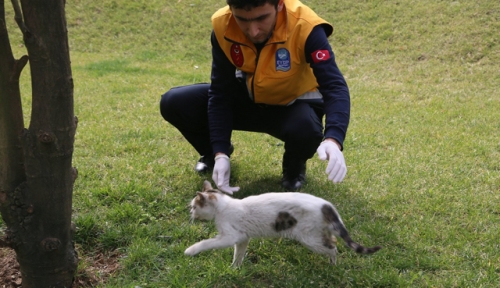 Hasta Kedi Belediye'ye Sığındı