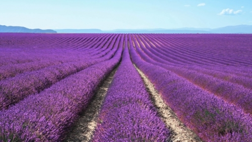 KIRAÇ ARAZİLERİN GÖZDESİ VE MOR BEREKETİ: LAVANTA