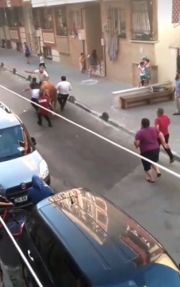 Küçükçekmece’De Kurbanlık Boğa Böyle Kaçtı
