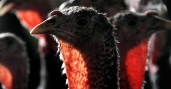 Kuş gribi tekrar ortaya çıktı