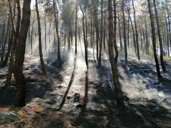 Maltepe’De Korkutan Orman Yangını

