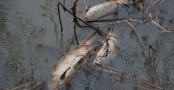Riva Deresi’ndeki balık ölümleri ve dere kirliliği 