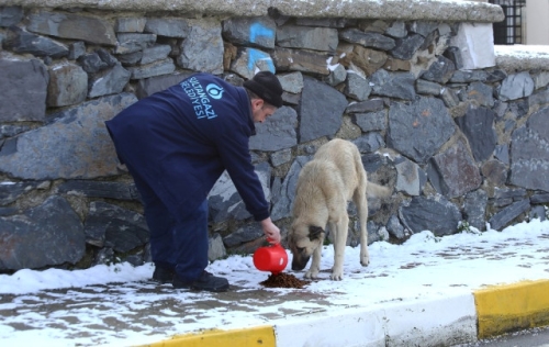 Sokak Hayvanları İçin Yem Bırakıldı 
