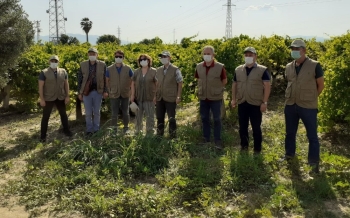 Üzüm Ürününde Sıcak Hava Zararı İle İlgili Çalışmalara Başlandı
