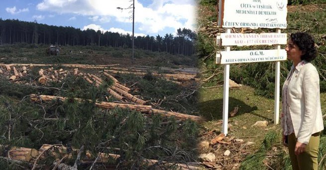 'Gölet için binlerce ağaç kesildi'