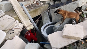 (Özel) Afad’In Sınavını Geçen Köpekler Afetlerde Görev Alıyor
