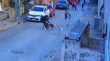 (Özel) Ataşehir’De Pitbull Dehşeti Kamerada
