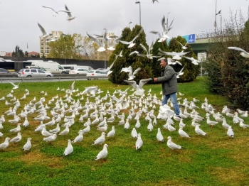 (Özel) Bakırköy’De Her Gün Yüzlerce Martıyı Elleriyle Besliyor
