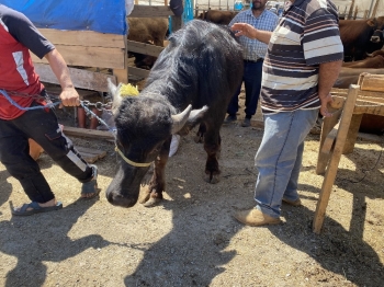 (Özel) Bin 200 Kilometrelik Yoldan Gelen ‘Paşa’ Kurban Pazarının Gözdesi Oldu
