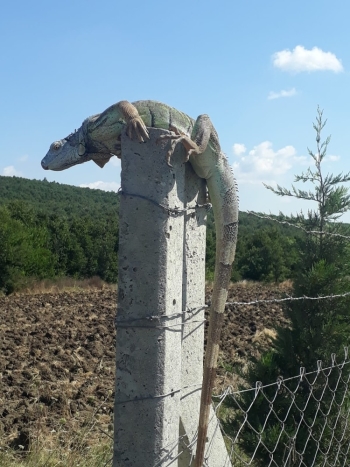 (Özel) Çatalca’Da İguana Şaşkınlığı
