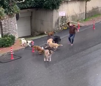 (Özel) İstanbul’Da Başıboş Köpeklerin Mahalleliye Korku Yaşattığı Anlar Kamerada
