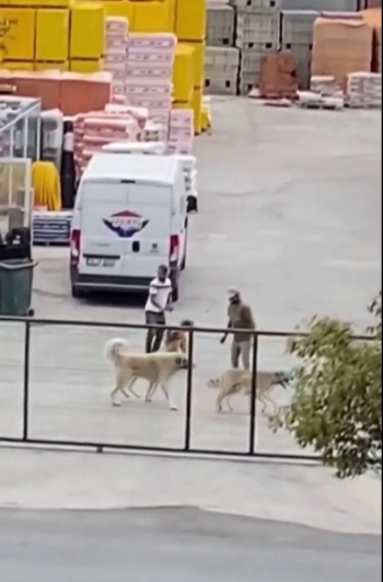 (Özel) İstanbul’Da Köpekleri Acımasızca Kavga Ettirdiler
