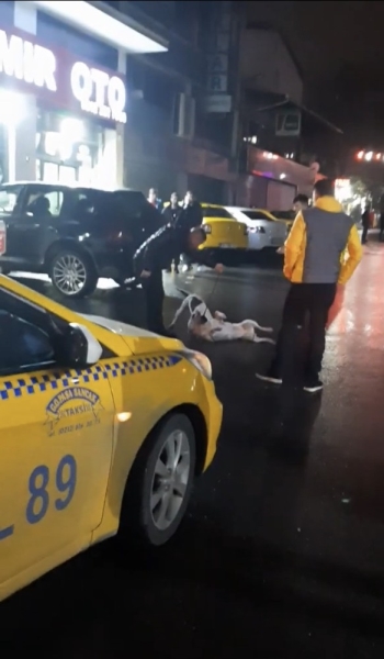 (Özel) İstanbul’Da Pitbull Dehşeti Kamerada
