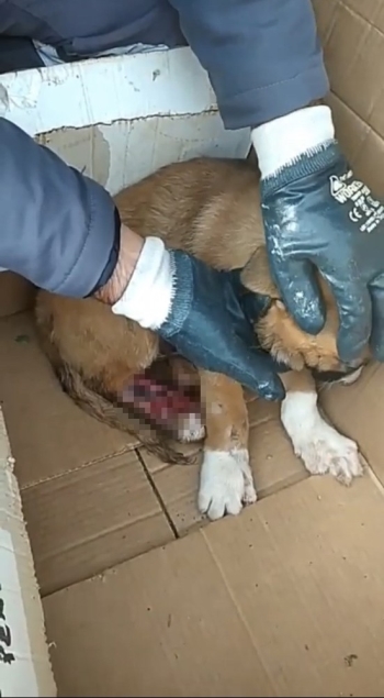 (Özel) İstanbul’Da Sokak Köpeğine Akıl Almaz Eziyet
