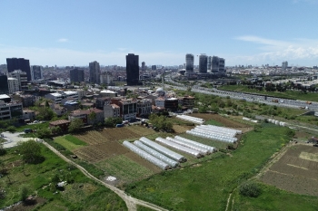 (Özel) İstanbul’Un Merkezindeki Seralarda Tarım Başladı
