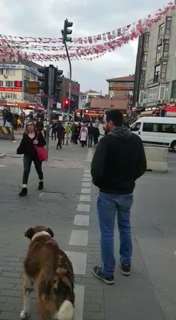 (Özel) Köpekten İnsanlara Trafik Işığı Dersi Kamerada
