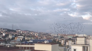 (Özel) Sığırcıkların Gökyüzünde Görsel Şöleni Görenleri Hayran Bıraktı
