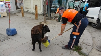 (Özel) Temizlik İşçisi Süpürgesiyle Sokak Köpeğine Masaj Yaptı
