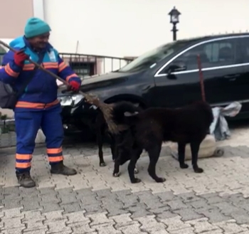 (Özel) Temizlik İşçisinin Sokak Köpeklerine Süpürgeyle Masaj Yaptığı Isıtan Görüntüler Kamerada
