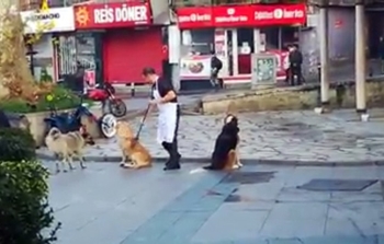 (Özel) Vatandaşın Süpürge İle Masaj Yaptığı Köpeklerin İç Isıtan Halleri Kamerada
