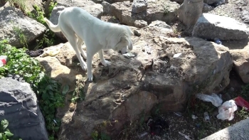 (Özel) Yavru Kedi İle Köpeğin Gülümseten Dostluğu
