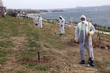 100’Üncü Yıl Anısına 100 Zeytin Ağacı Dikildi
