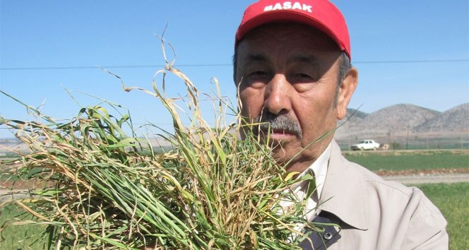 Araban Ovası'nı kuraklık vurdu