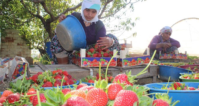 Aydın'da çilek hasadı başladı