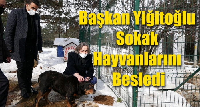 Başkan Yiğitoğlu Sokak Hayvanlarını Besledi