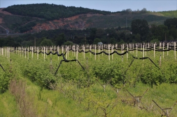 Beykoz’Da Alım Garantili Tarımla Yüzler Gülecek
