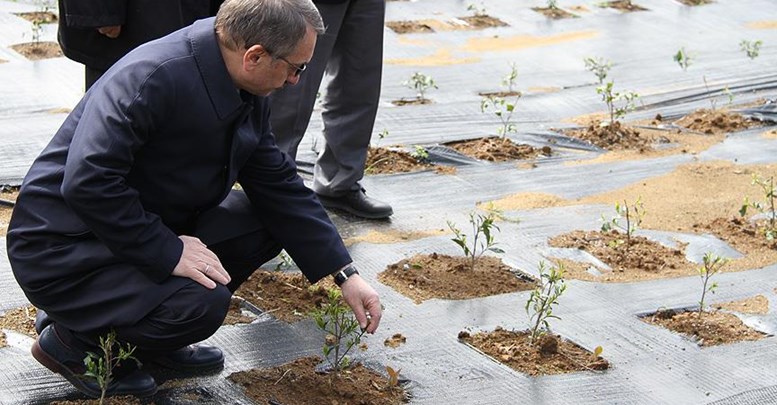 Çay bahçeleri için 'gen havuzu' projesi