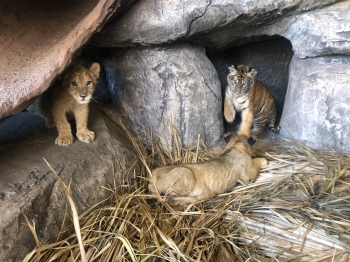 Çocuklar, Sömestr Tatilinde Aslan Ve Kaplan Yavrularını Sevme Fırsatı Bulacaklar
