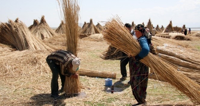 Eber Gölü'nde kamış hasadı başladı