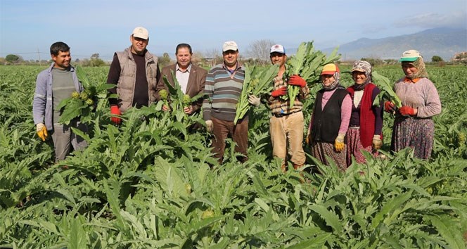 Enginar çiftçinin yüzünü güldürdü