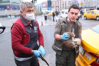 Gaziosmanpaşa’Da Taksinin Altında Sıkışan Kediyi Belediye Ekipleri Kurtardı
