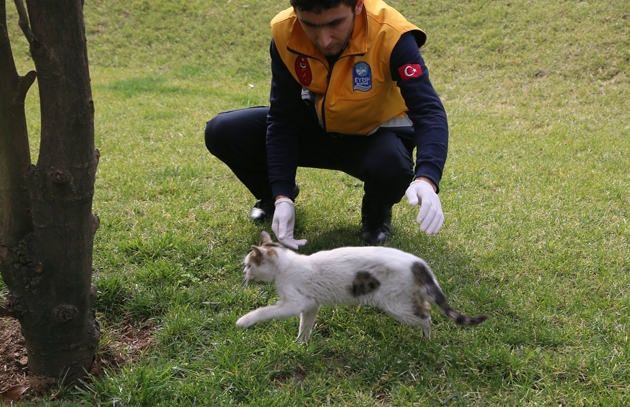 Hasta Kedi Belediye'ye Sığındı