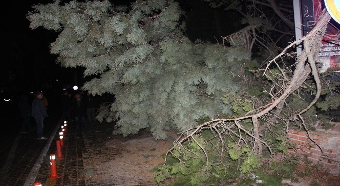 Ilgaz'da  Şiddettli  Rüzgar  Yarım  Asırlık  Ağacı  Yerinden  Söktü