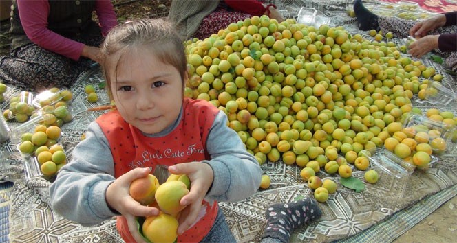 İlk kayısı hasadı yapıldı