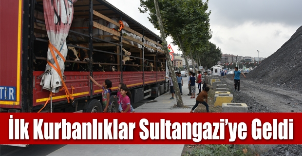 İlk Kurbanlıklar Sultangazi’ye Geldi