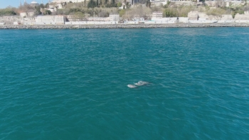 İstanbul Boğazı Yunuslara Kaldı
