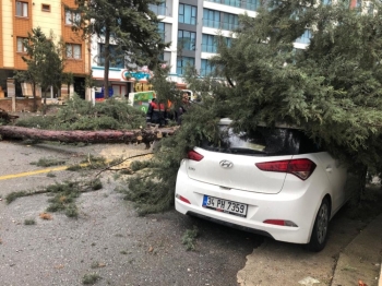 İstanbul’Da Şiddetli Fırtına Ağaç Devirdi
