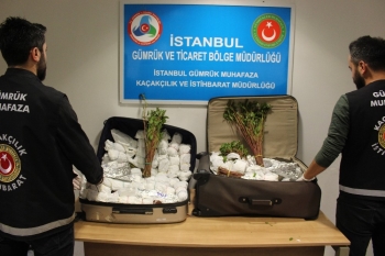 İstanbul Havalimanı’Nda 208 Kilogram Khat Cinsi Uyuşturucu Ele Geçirildi
