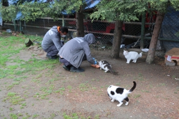 Kağıthane’De Sokak Hayvanları Unutulmadı
