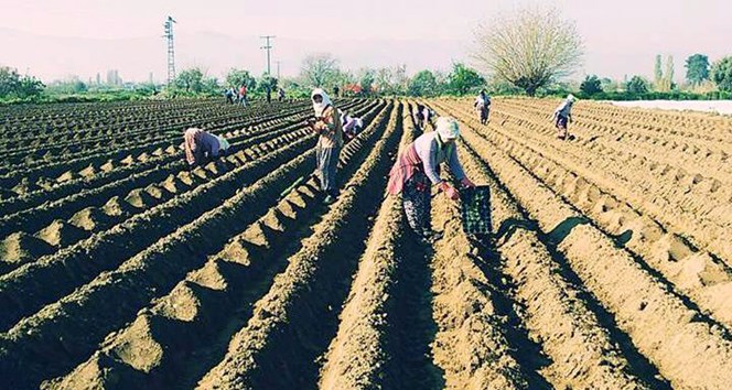 Karpuz üreticisi yeni sezondan umutlu